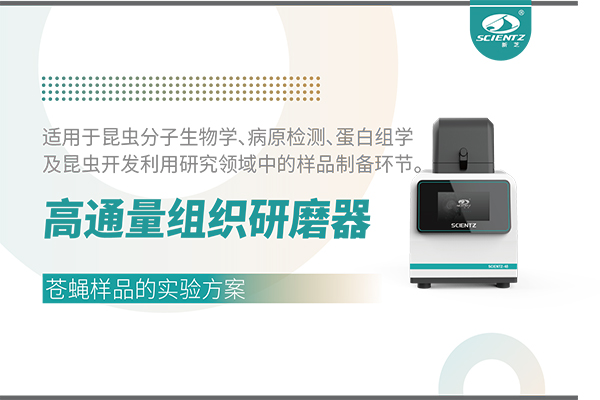 高通量組織研磨器處理蒼蠅樣品的實驗方案